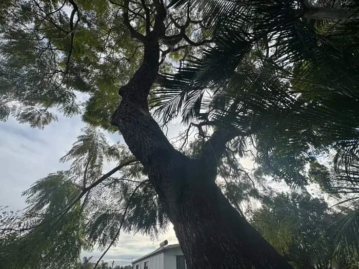 Looking up the trunk of a large leaning tree overhanging a Queensland house