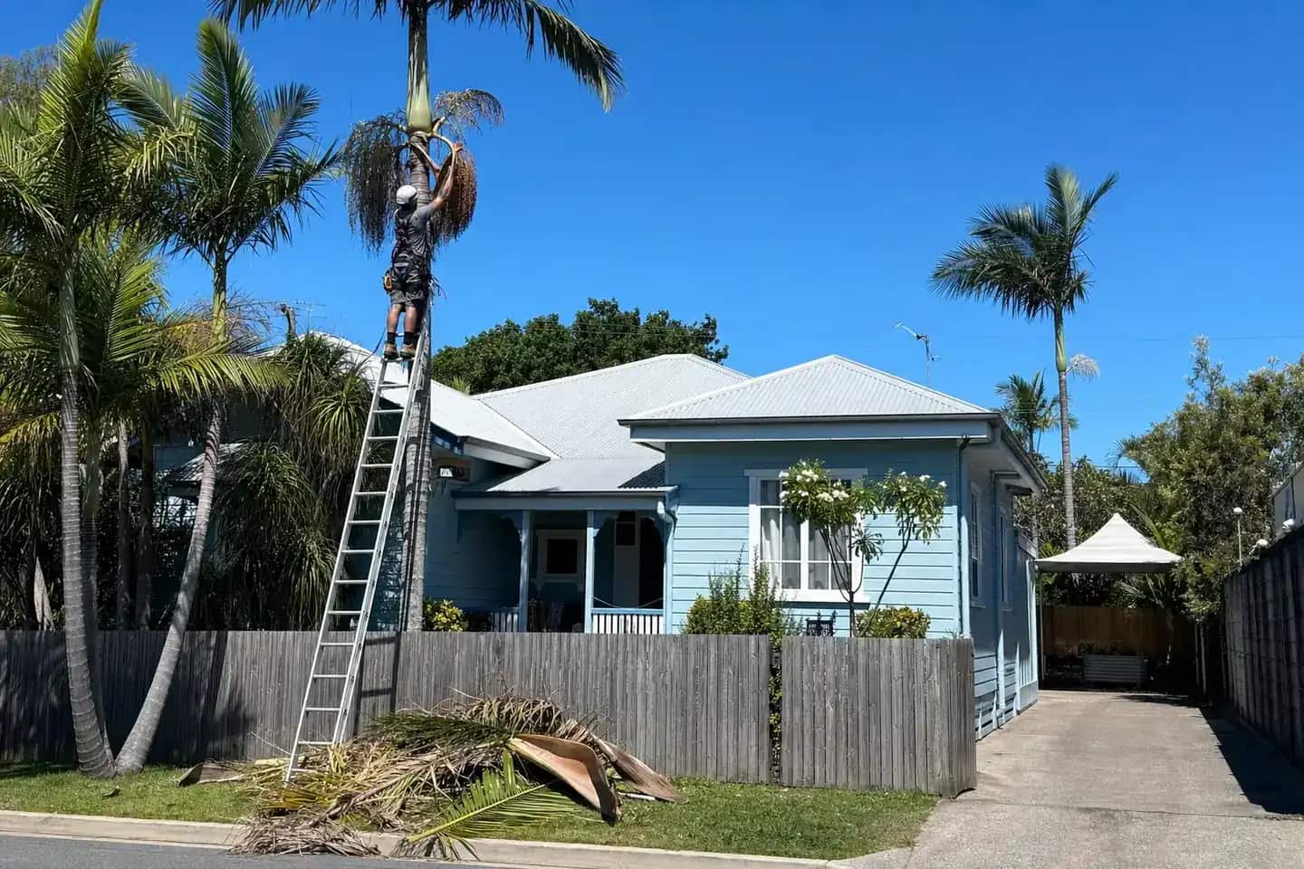 Worker on a ladder cutting dead fronds and seed pods from a cocos palm beside a Queensland home