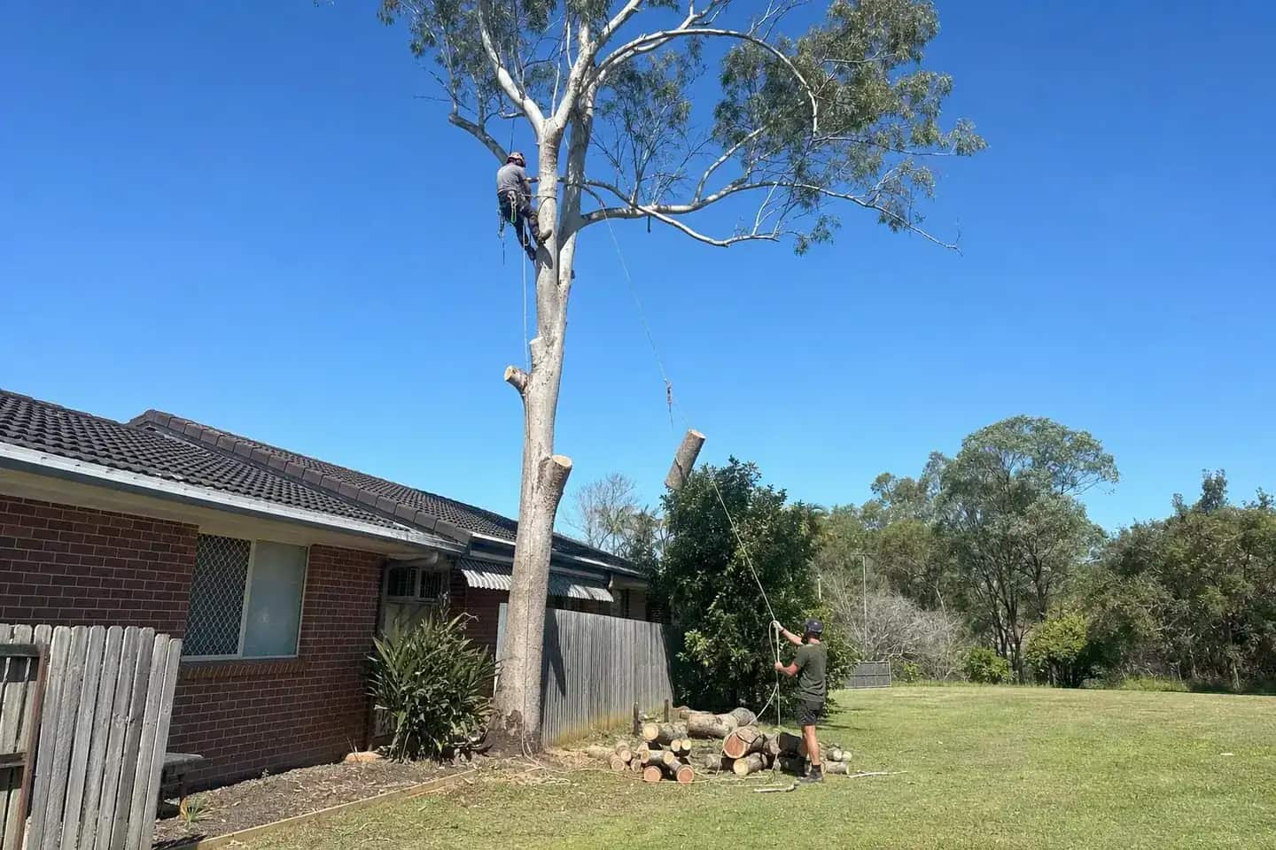 Climber sectioning a tall gum beside a Queensland brick home while a groundsman lowers a cut piece on the rope
